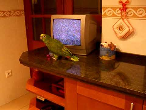La mejor mascota un LORO Amazona ochrocephala FUNNY AND CUTE PARROT