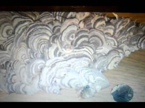 21 Foot Long Wasp Nest!!