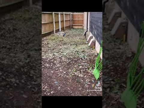 Rose and Thistle Maintenance video.