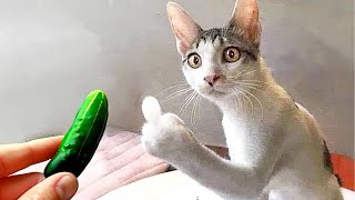 Funniest Animals 😅 New Funny Cats and Dogs Videos 😸🐶 Part 14