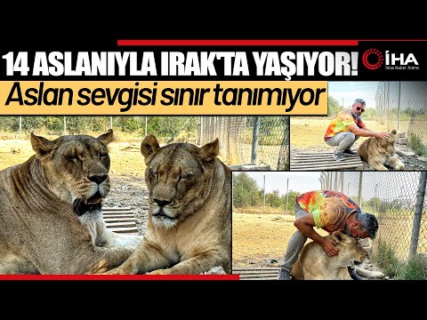 Vahşi Hayvanlara Olan Sevgisini 12 Yıldır Aslanları Besleyerek Sürdürüyor