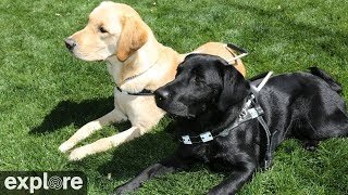 California · Guide Dogs Mobility live stream