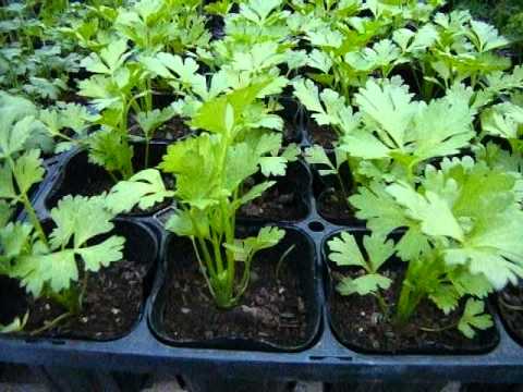 セロリの茎 植物