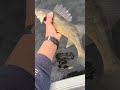 Video Thumbnail for Nice walleye  #short #fishing #catchandrelease #subscribe #shorts