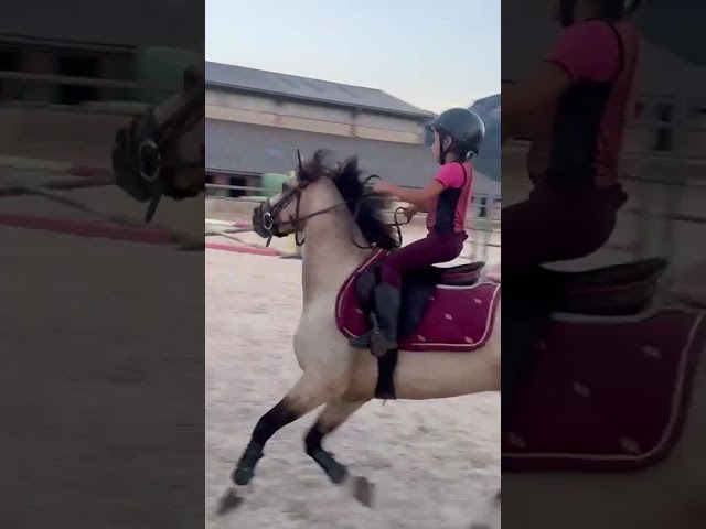 Ruin Franse rijpony PFS Te koop 2017 Isabel