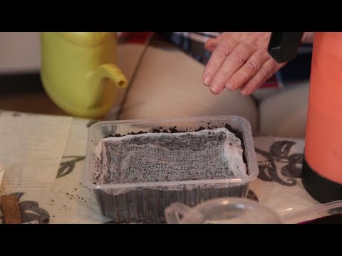 Рецепт получения талой воды. Чудодейственная вода для растений!