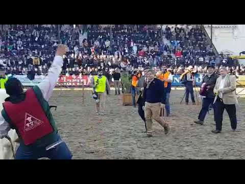 Génesis, el Shorthorn Campeón del Mundo que se adueñó de Palermo