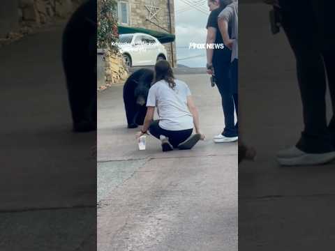 WILD ENCOUNTER: Woman tries to feed, pet black bear #shorts #viral #foxnews #us #news