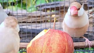 Download lagu Suara kicauan burung pipit Jawa: burung pipit Jawa berkicau panjang dan bersuara panjang. Gunakan ini untuk melatih burung Anda. mp3