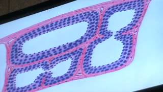 dr gehan drawings part 2 + data show of nervous tissue  27-4