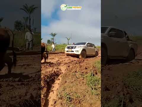 Veja esses bois desatolando a 4x4#Boiadeiro#Boibravo#Agro#Touro#Nelore#Vidanaroça #rodeio#montaria