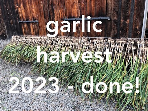 I'm DONE !!!  The Last Row of Garlic Harvest - July 19, 2023