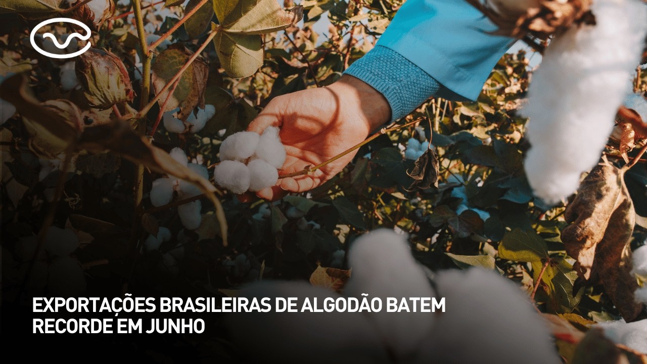 Exportações brasileiras de algodão batem recorde em junho