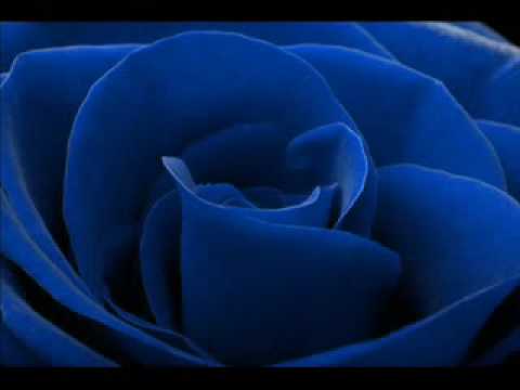Videoclip de Una Rosa Per Te — Luca Carboni