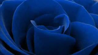 Luca Carboni - Una rosa per te