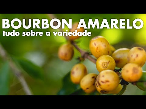 Como preparar Café Bourbon Amarelo, capa do vídeo