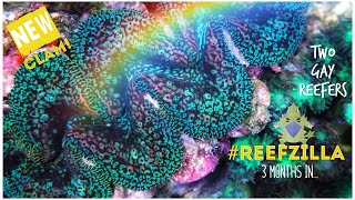 #Reefzilla - 3 Months In... Custom Reef Tank Update