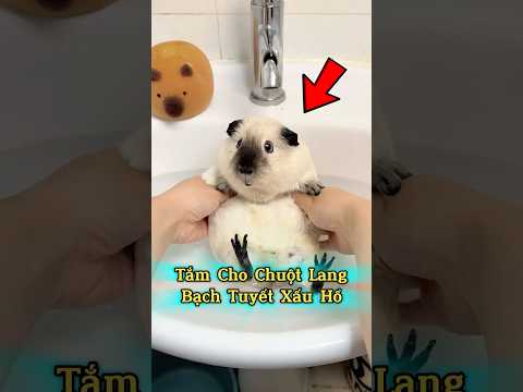 Biểu Cảm Huyền Thoại Khi Tắm Của Chuột Lang 🐹🛁🐾 #senkhoc #thunuoihaivl #ytshortsvietnam #meohera