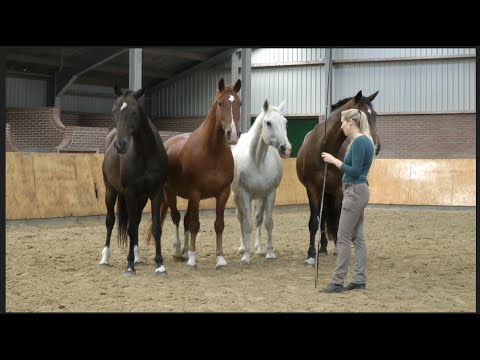 Liberty with Multiple Horses | 60 Seconds of ST #4