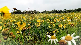 Du Chisien Don hi (Lyric) Video