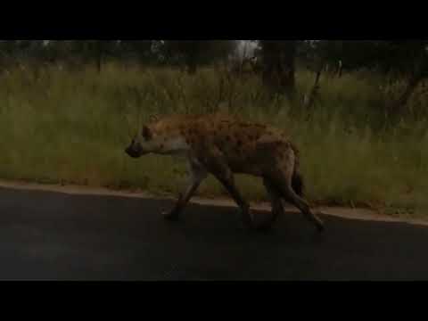 Kruger National Park January 2022  - Hyena mother and cubs.