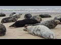 Animal Sounds: Seal Bark