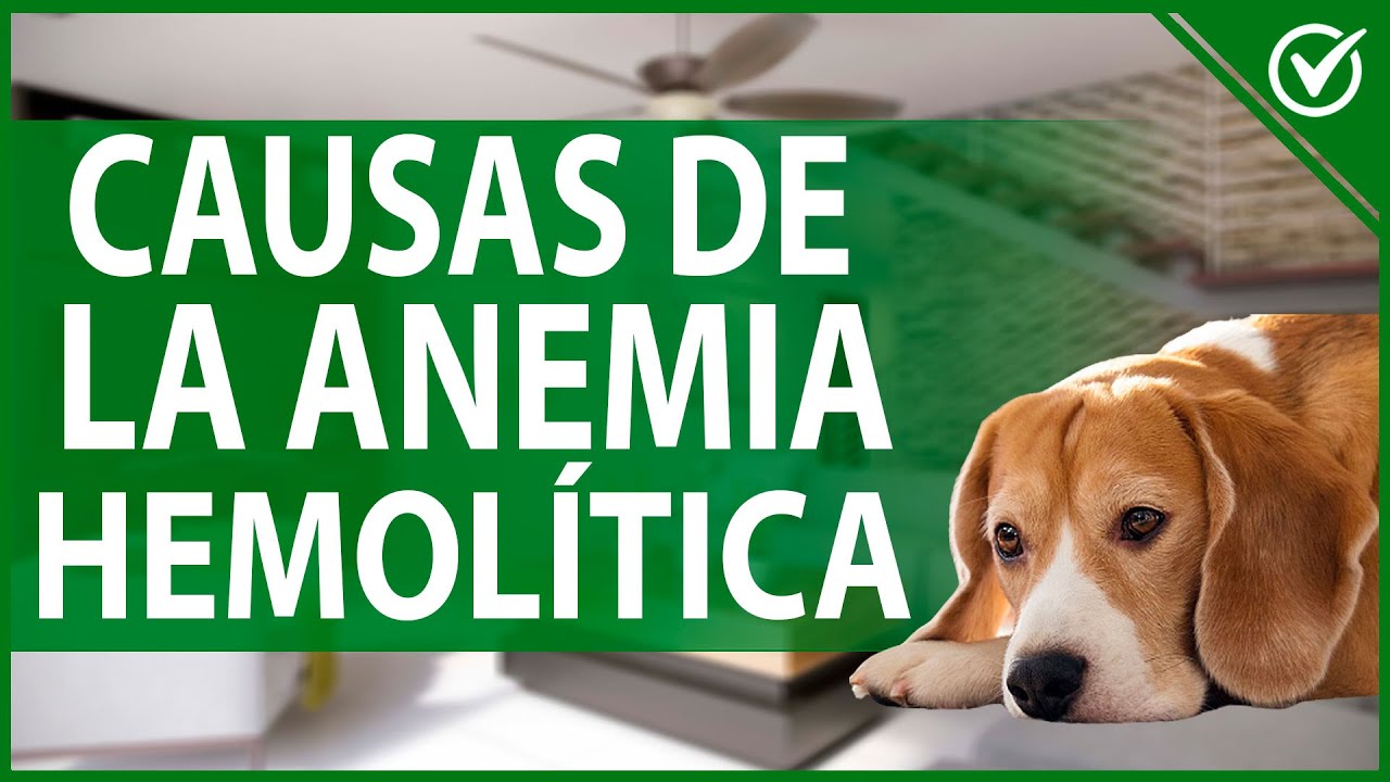 Watch 🐶 Anemia Hemolítica en Perros: Causas, Tipos, Tratamiento y Recuperación 🐶💉 Now 🐶 Anemia Hemolítica en Perros: Causas, Tipos, Tratamiento y Recuperación 🐶💉