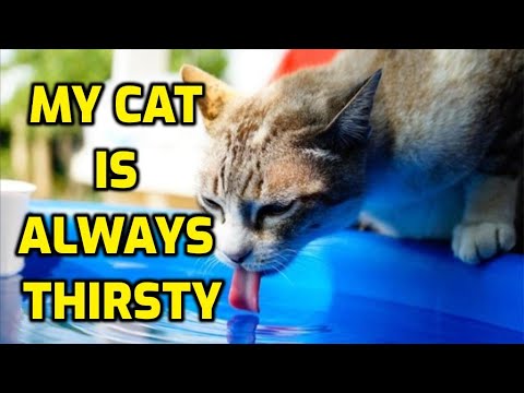 Is It Bad If My Cat Drinks A Lot Of Water?