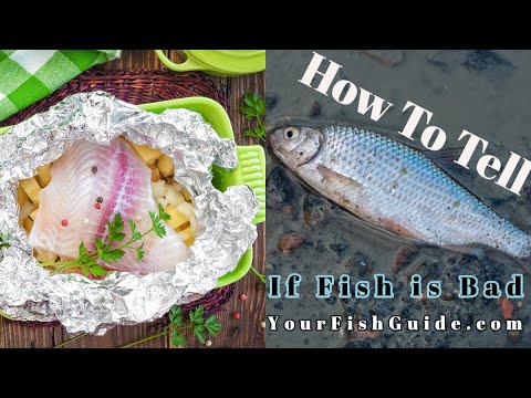 How To Tell If Fish is Bad ~ Educational | Tips and Techniques ~ Help  Determine If A Fish Is Rotten