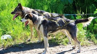 preview picture of video 'Sun Dog Kennels - Sled Dog Excursion - Talkeetna, Alaska'