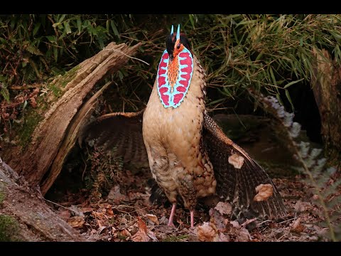 Cabotov tragopan — kompletný tok