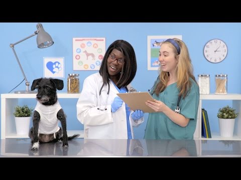 Purina One Dog Food | Chewy