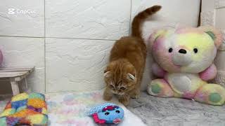 スコティッシュフォールドの動画01