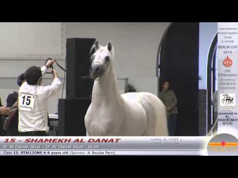 N.15 SHAMEKH AL DANAT - Berlin Cup S-Show Werder 2015 - Stallion 4-6 years old (Class 12)