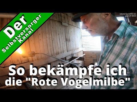 This is how I combat bird mites