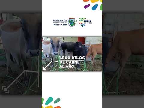 Jóvenes de El Dovio impulsan granja autosostenible