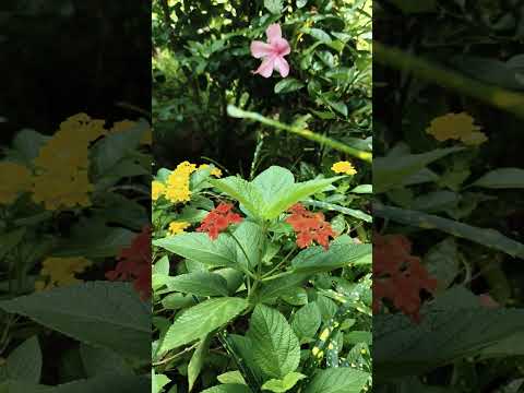 #nature #flowers #gardening