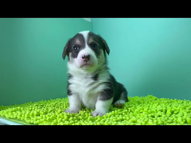 (子犬) 犬種：ウェルシュ・コーギー・ペンブローク 女の子 ブリーダー マロニエケンネル　MARRONNIER KENNEL k4048の画像