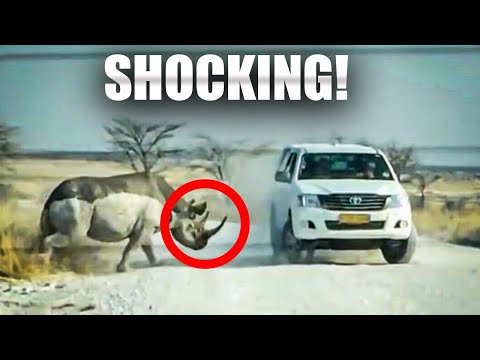 Tourist Family's FINAL Moments During Rhino ATTACK