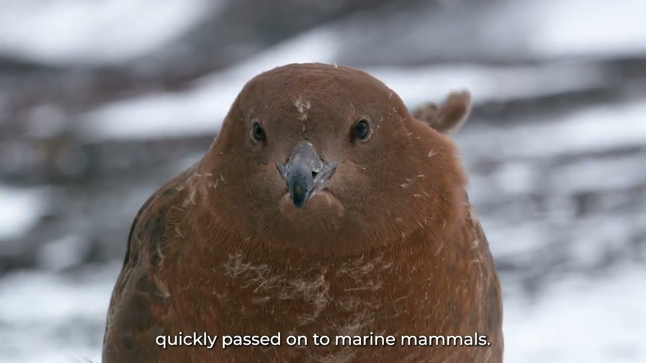 Biomedicine &  Wildlife Marine Mammals