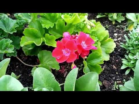 Hammer Iron 3 LTE Video Test