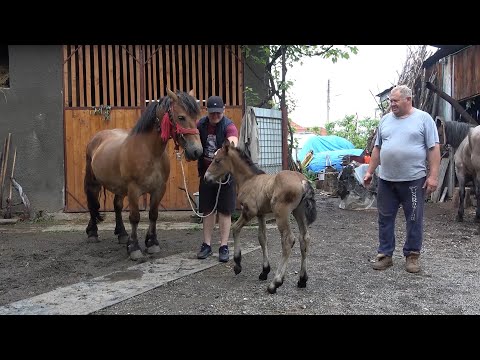 Caii domnului Nelu de la Bratca, Bihor - 2020 Nou!!!