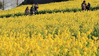 淡路島の名所旧跡・あわじ花さじき