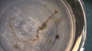 preview picture of video 'skeleton shrimp alien'