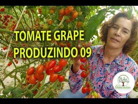 , title : 'TOMATE GRAPE, CULTIVO PROFISSIONAL EM MOGI, 09 Plantar em Casa'