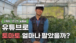 방울토마토 유튜브 개인 판매 수익공개!