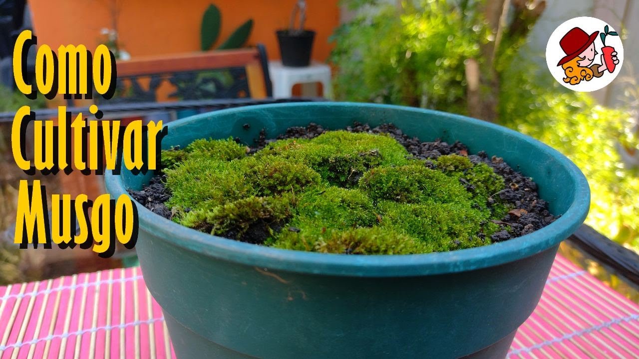 MUSGO: Técnica 100 % EFECTIVA para cultivarlo, recolectarlo y propagarlo