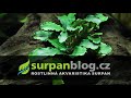 Akvarijní rostliny Bucephalandra sp. Green Wavy