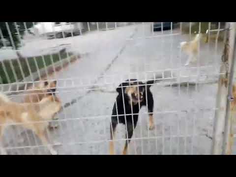 Harsova, Romania - Angry dogs september 2021