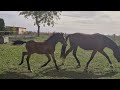 Poulain male PFS par Very star kerveyer